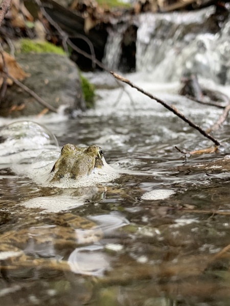 The Frog’s View