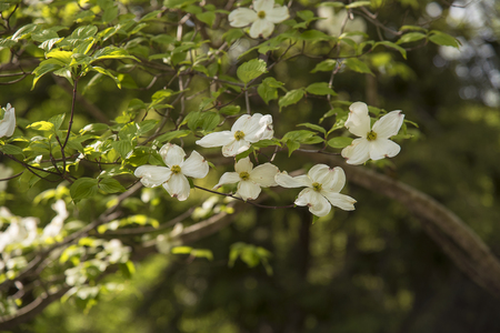 Dogwood Flowers