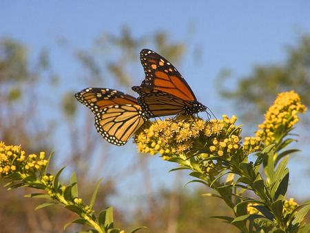 Monarchs