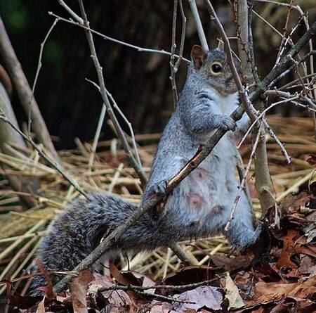 Mama Squirrel