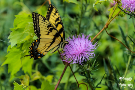 Swallowtail on Thistle