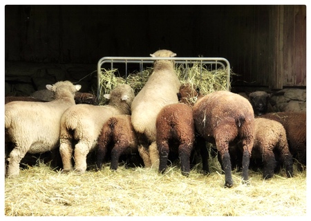 Feeding Time 