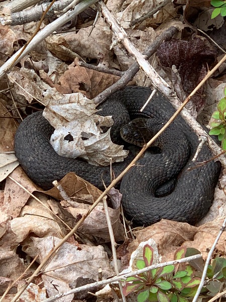 Serpent in Repose