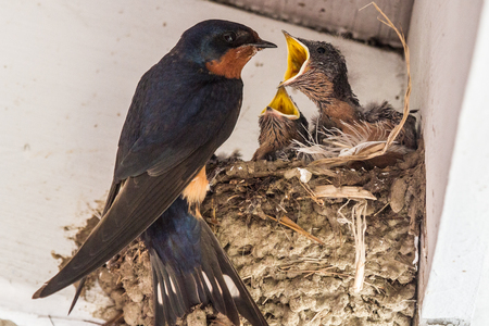 Hungry Swallows
