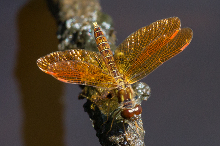 Amberwing Jewelry