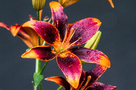 Beautiful Forever Susan Asiatic Lily