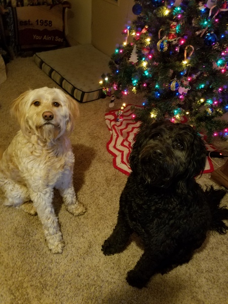 Lacey and Jasper 
