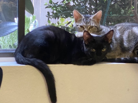 Pretzel (black) and Chip 