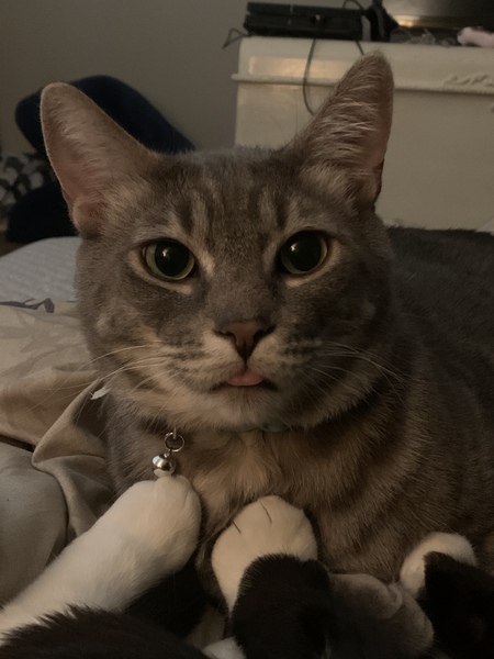 Darcy