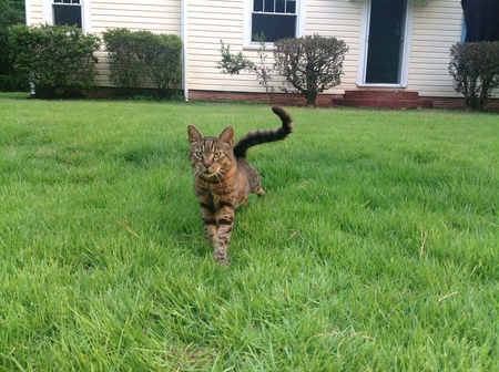 Samson