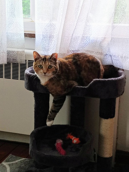 Jellybean