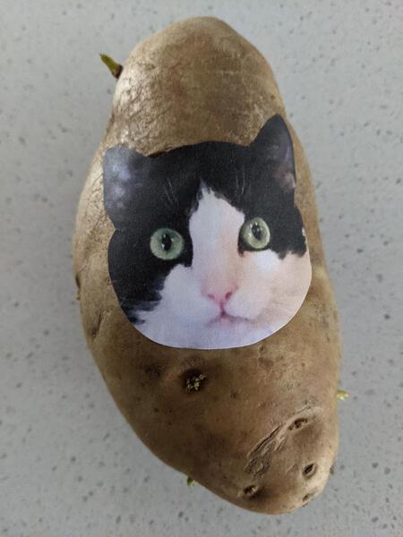 Annabel (on) the Potatoe