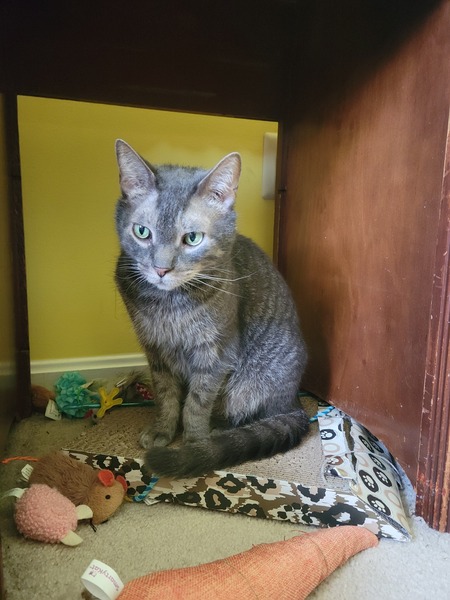 Darlene Mcscruggins Fizzy Fuzzkins