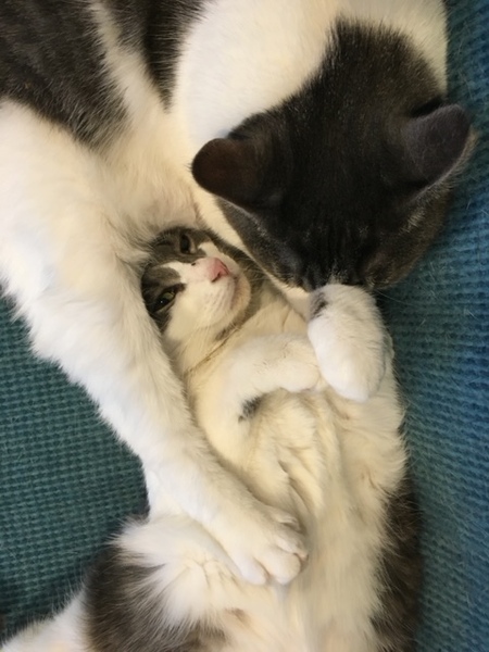 Tiger & Lilly