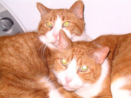 Frankie and Louie