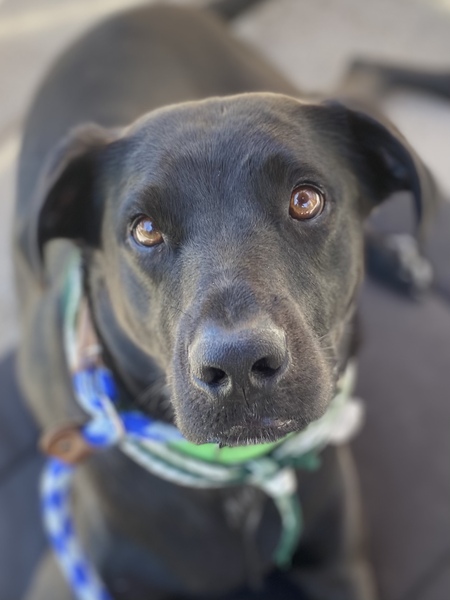 Jax