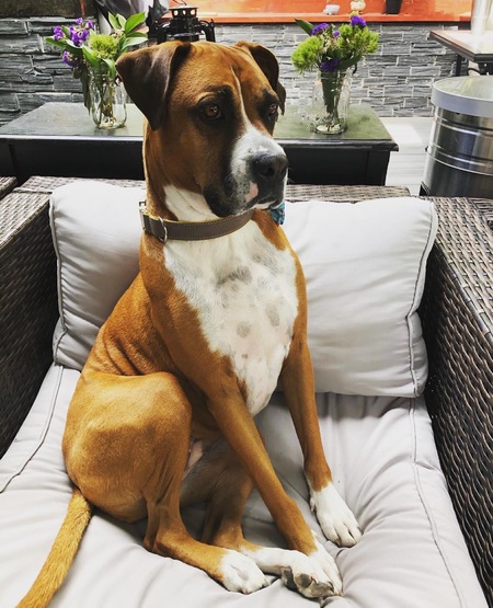 Boston (adopted as Rousey) 