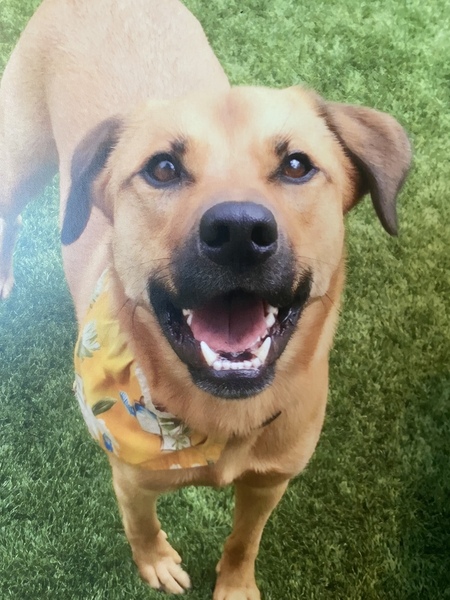 Koa