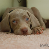 Entry image for Lincoln