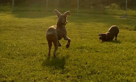 Schwartz (silver) and Bruno (blue)