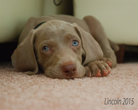 Entry image for Lincoln. Clicking this image will show a larger photo