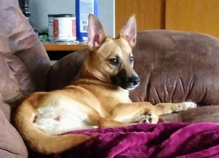 Loki