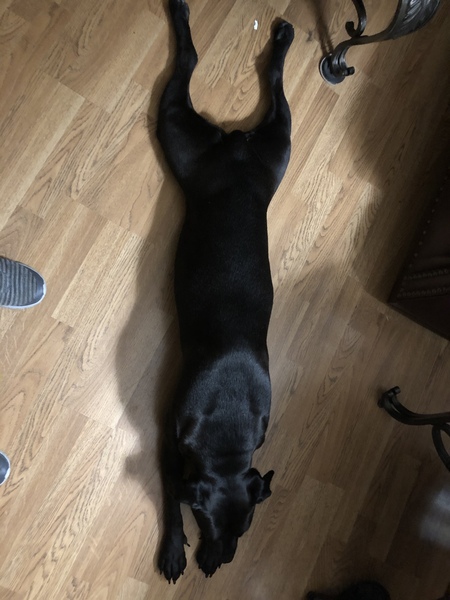 Kimbo