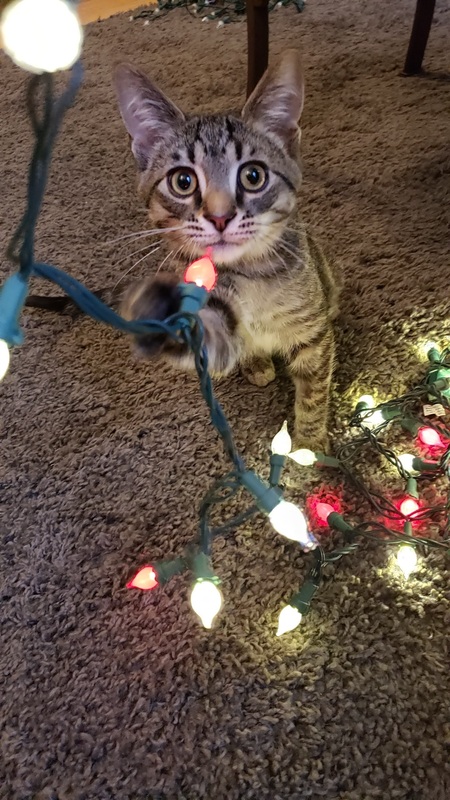 Leo