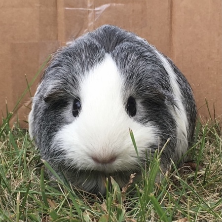 Susie