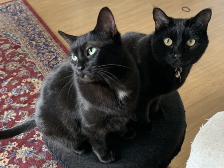Basil (bagel) and Clover
