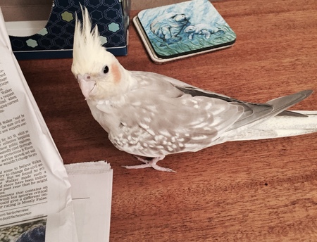 DeeDee