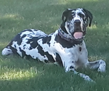 Atticus