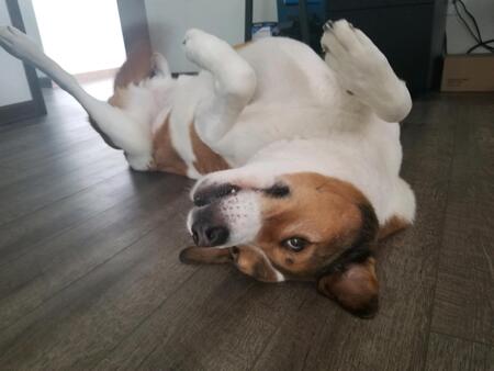 Sausage 