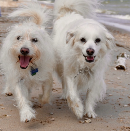 Einstein & Carli