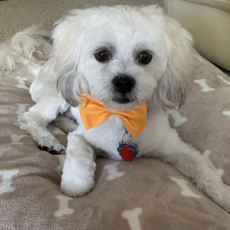 Odie