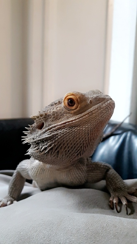 Lizzy