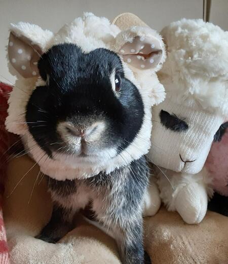 Teddi Bear
