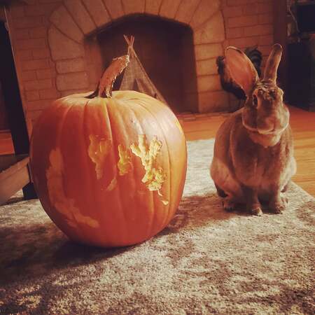 Jackson (Chunkchunk)