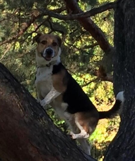 hazel