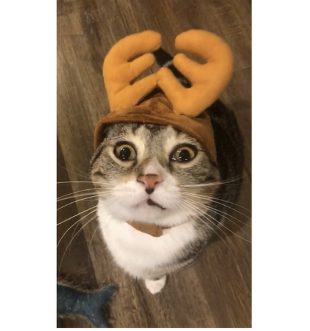 Rudolph 