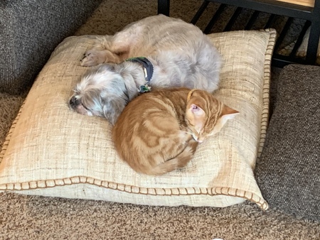 Oliver (cat) and Ziggy (dog)