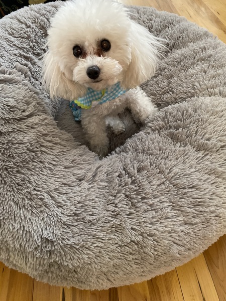 Dolly