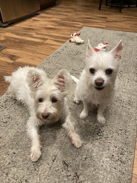 Chi chi and Rocko