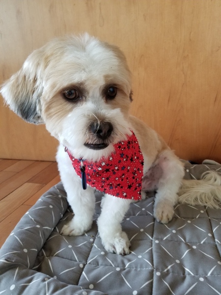 Benji