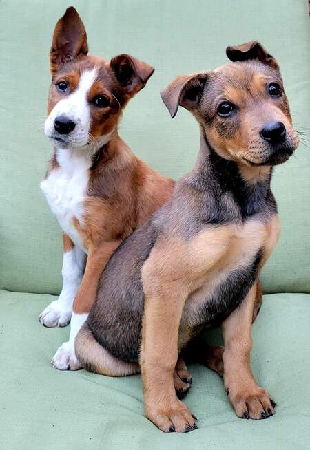 Ginger and Captain