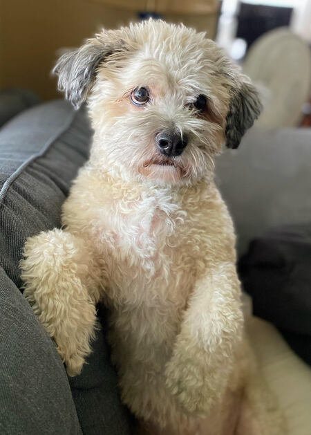 Chewbacca (Chewy)