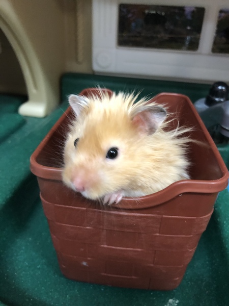 DJ