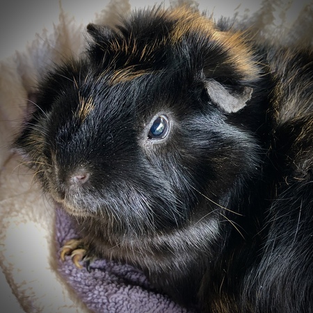 Piggy