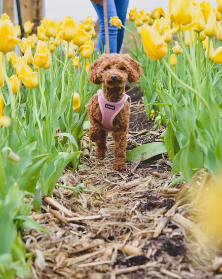 Molly Donut The Poodle