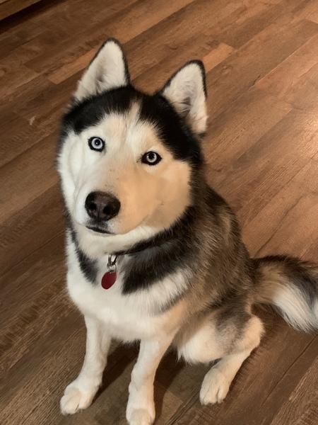 Teeko